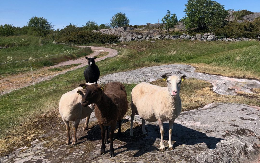 Vänö – Saariston kauneutta ja perinteitä